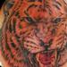 tattoo galleries/ - tiger